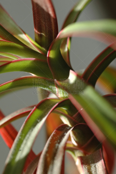 龙血树种植物,棕榈树,植物,龙血树科,餐具,垂直画幅,美,褐色,无人,室内植物
