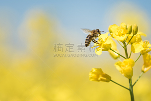 蜂蜜,蜜蜂,春天,油菜花,天空,留白,三角钢琴,草,农作物