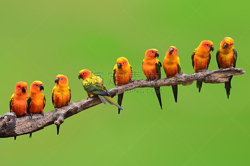 鸟类,鹦鹉,金太阳鹦鹉,南美,热带鸟,水平画幅,橙色,可爱的,无人,长尾鹦鹉