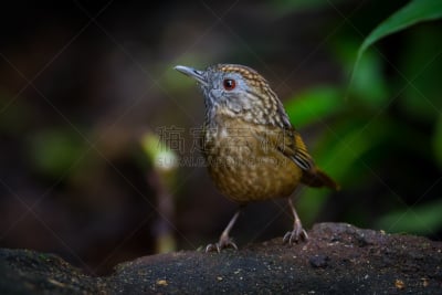 鹪鹩,babbler,长时间曝光,特写,注视镜头,织巢鸟,美,水平画幅,鸟类,动物身体部位