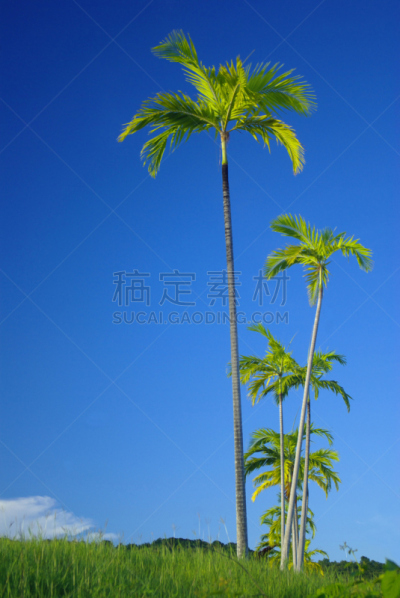 棕榈树,拍摄环境,宏伟,鸡尾酒,垂直画幅,天空,时段,枝繁叶茂,无人,户外