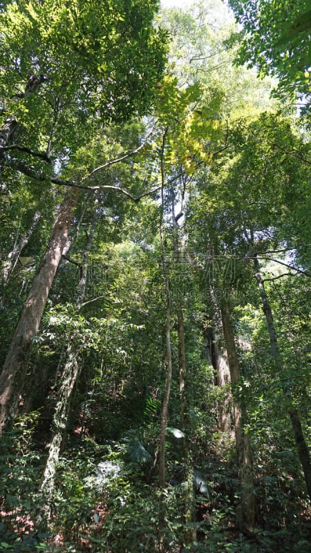 雨林,蓝塔岛,自然,垂直画幅,绿色,枝繁叶茂,地形,无人,热带雨林,户外