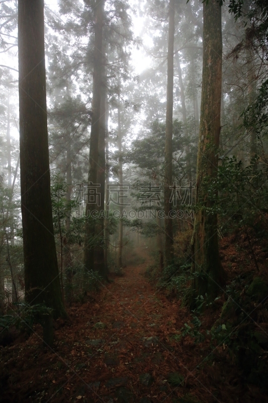 和歌山县,日本,小路,世界遗产,熊野古道,垂直画幅,台阶,灵性,山,无人