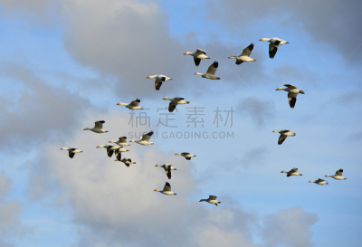 雪雁,佛能山,威农山,斯卡吉特县,野生动物,水平画幅,冬天,华盛顿州,飞,摄影