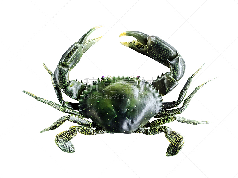 螃蟹,锯缘青蟹,红树,全身独立,水平画幅,绿色,白色背景,海产,背景分离,动物主题