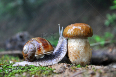 蘑菇,蜗牛,鸭舌帽,森林,巨大的,食用蜗牛,鼻涕虫,porcini mushroom,泥泞的,食用菌