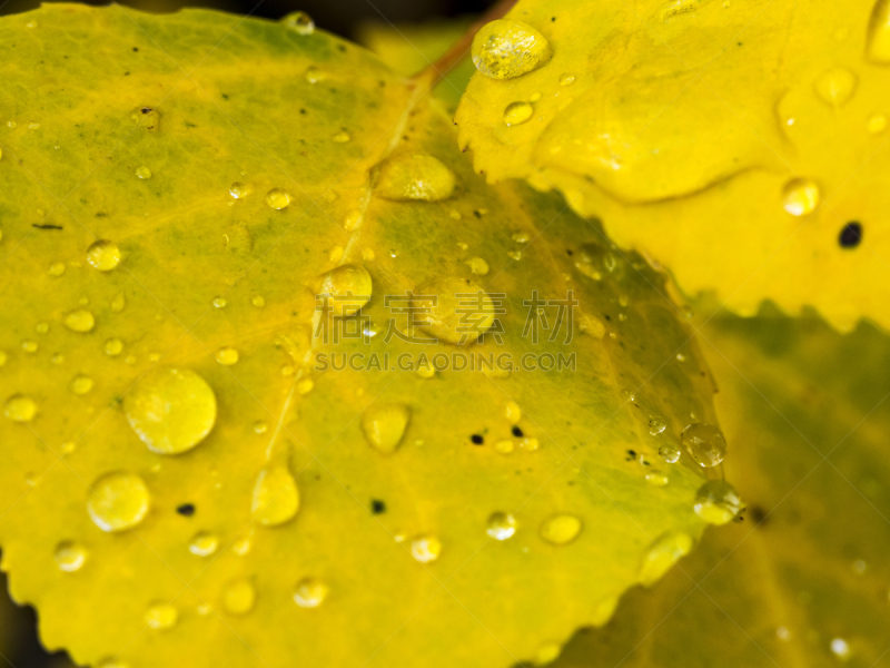 特写,白杨叶,水,水平画幅,无人,户外,美洲,雨,山,科罗拉多州