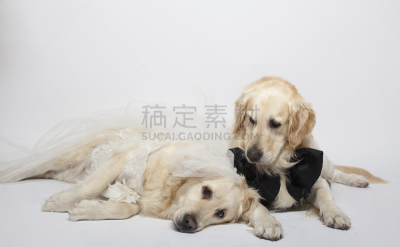 狗,新娘,理毛行为,可爱的,动物主题,一个物体,背景分离,婚姻,肖像,婚礼