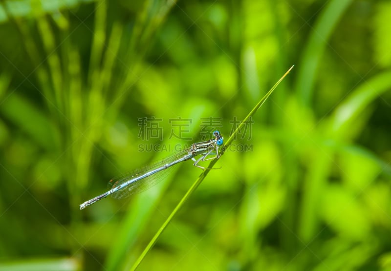 蓝蜻蜓,水平画幅,夏天,生物学,草,特写,豆娘,龙,悲痛中的少女,成年的