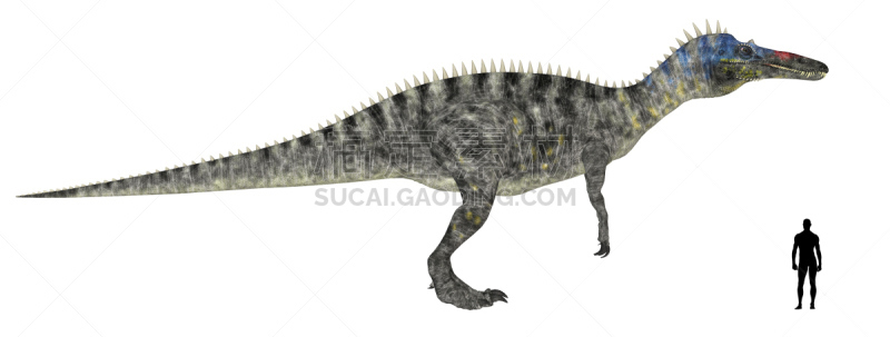 绘画插图,比例,平衡折角灯,身材,白垩系,古生物学,兽脚亚目食肉恐龙,水平画幅,形状,性格