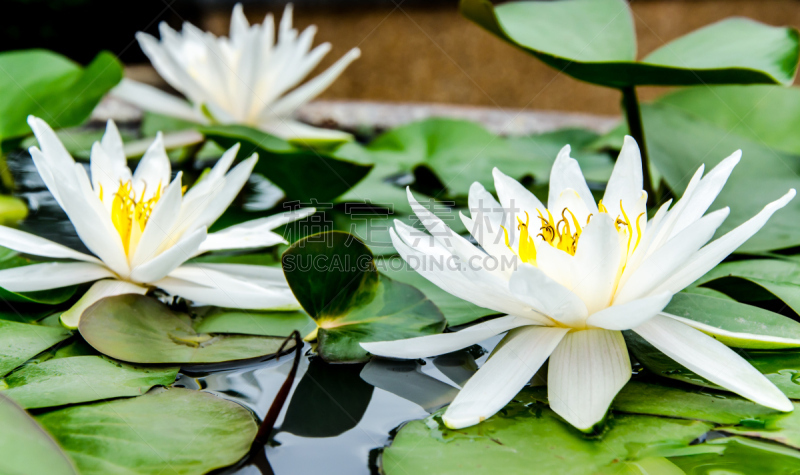 Close up yellow white lotus blossom in swamp