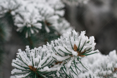 雪花,枝,蛋筒,寒冷,水平画幅,绿色,雪,户外,霜,云杉