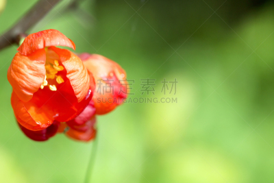 温柏,红色,日本,水滴,水,皱皮木瓜,伦敦塔,瑞属拉普兰,美,水平画幅