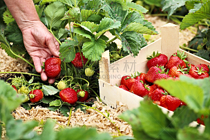 草莓,熟的,手,巨大的,女性,灌木,农作物,单一栽培,温室,水果