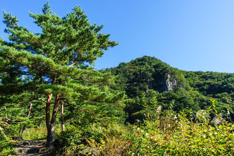 天空,山,蓝色,saiko lake,山梨县,里山,休闲活动,水平画幅,枝繁叶茂,户外