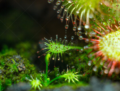 茅膏菜,酸,水滴,cape 毛毯苔,肉食植物,触须,水平画幅,小的,微生物学,有毒生物体