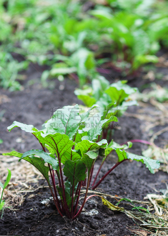 Fresh beetroot and spinach plants  on a vegetable garden ground