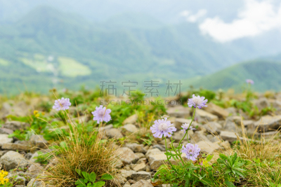 美原,轮峰菊,茶花,苏格兰高地,长野县,高原,自然,国家公园,水平画幅,秋天