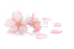 花瓣,亚洲樱桃树,樱花,花头,脆弱,白色背景,花朵,粉色,背景分离,柔和