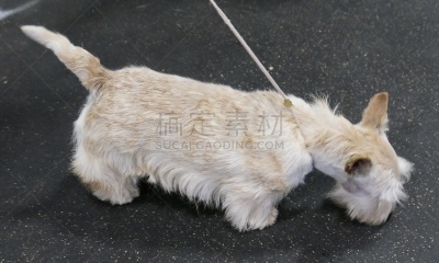 梗犬,遛狗师,纯种犬,受过训练的狗,狗,个人卫生用品,波士顿猎犬,小的,动物