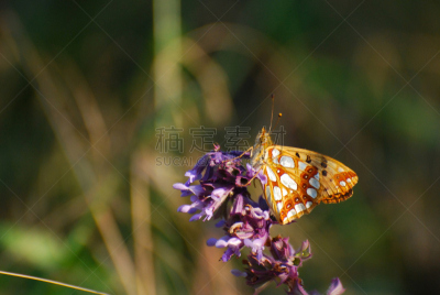 queen of spain fritillary butterfly,美,水平画幅,动物身体部位,户外,草,特写,开着的,田地,植物