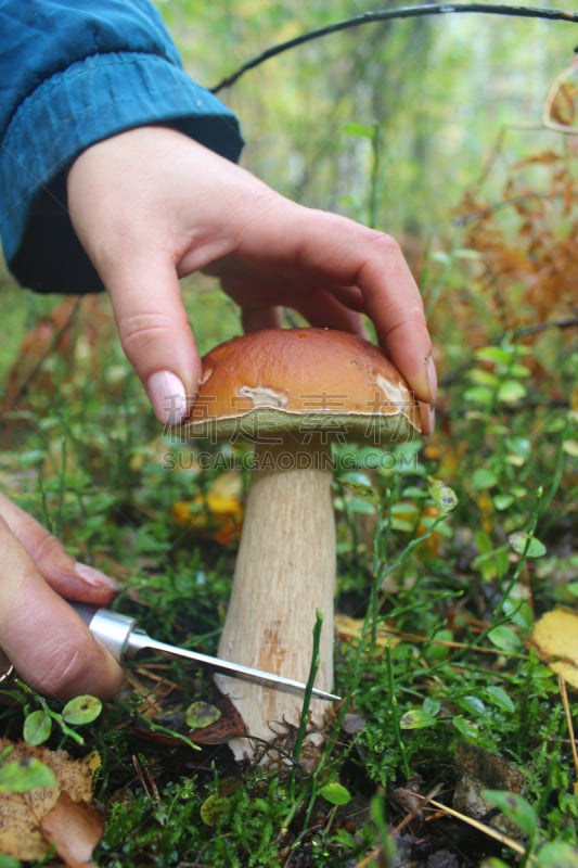 森林,动物手,美味牛肝菌,炊具刀,自然美,垂直画幅,褐色,苔藓,切断,关闭