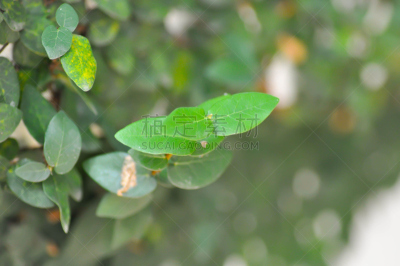 爬行无花果,无花果,植物,水平画幅,绿色,无人,叶子,泰国,攀登,摄影
