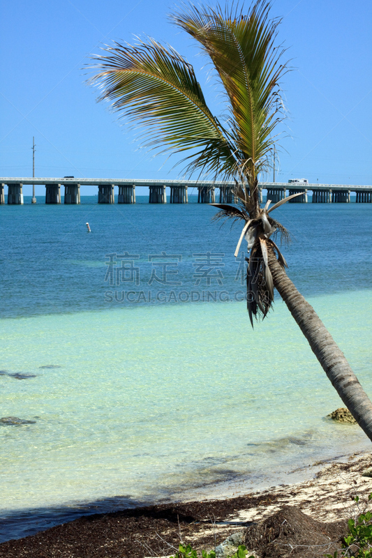 佛罗里达群岛,棕榈树,垂直画幅,水,州立公园,绿色,沙子,无人,bahia honda key,椰子树