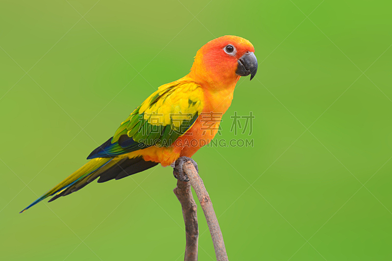 鸟类,鹦鹉,金太阳鹦鹉,南美,热带鸟,水平画幅,橙色,可爱的,无人,长尾鹦鹉
