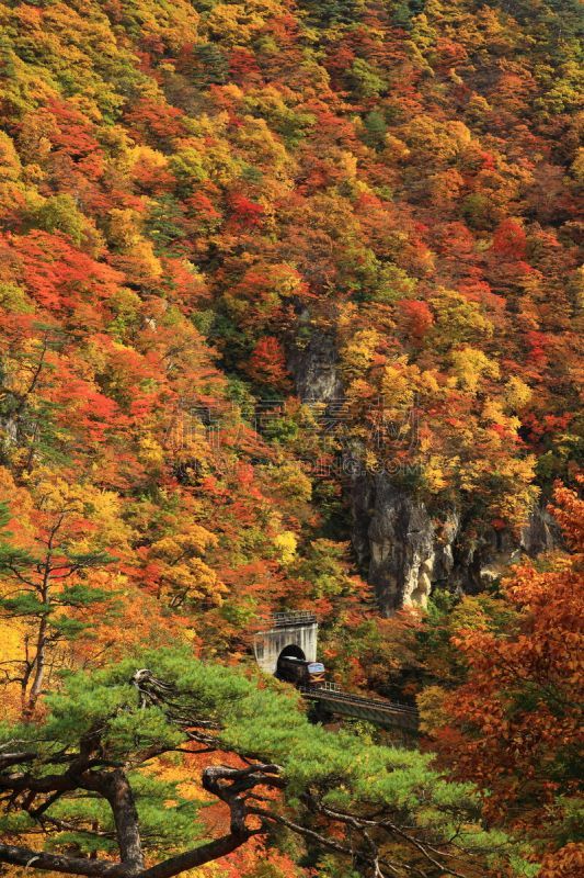 山谷,秋天,叶子,旅途,自然美,大崎市,河流,岩石,户外,天空