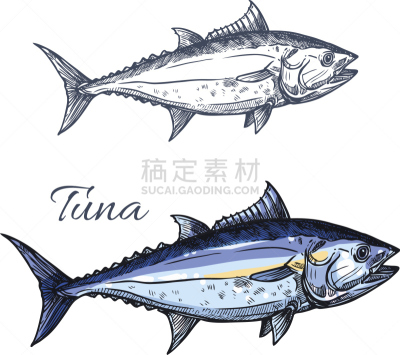 鲔鱼,草图,大西洋,捕捞鱼,海洋生命,渔业,动物鳍,渔夫,海产
