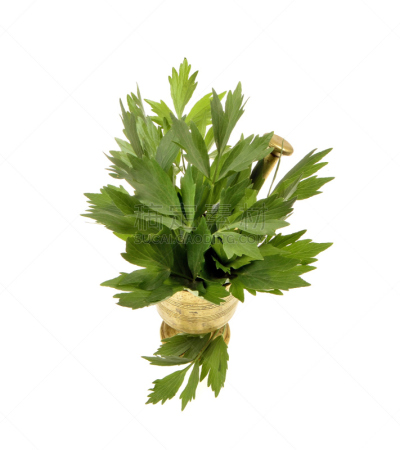 香料,清新,垂直画幅,饮食,芳香的,拉维纪草植物,研磨器,乡村风格,特写,百里香