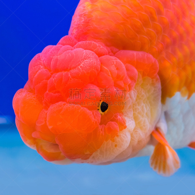 狮子,水,特写,鱼缸,水族馆,水生动植物,动物的鳞,双鱼座,尾巴,鱼类