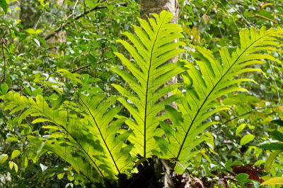 Big green Oakleaf fern, basket fern growing on tree at Fraser’s Hill, Malaysia