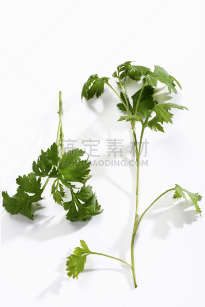 艾蒿,垂直画幅,室内,植物,无人,2015年,白色背景,叶子,草药,居家装饰