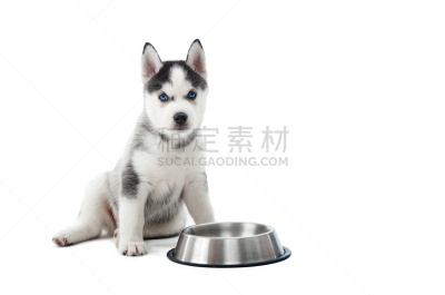 乐趣,银盘,小狗,水,美,芳香的,水平画幅,注视镜头,进行中,银色
