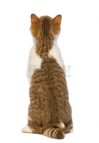 短毛猫,背面视角,小猫,后腿站立,垂直画幅,褐色,无人,动物主题,哺乳纲,白色