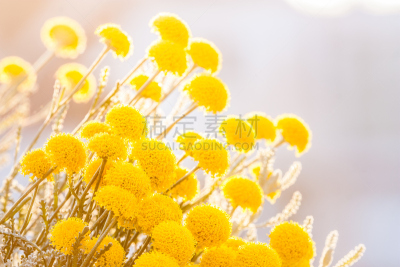 神圣亚麻,百万富翁,自然,芳香的,水平画幅,小的,香水,夏天,草,开花时间间隔