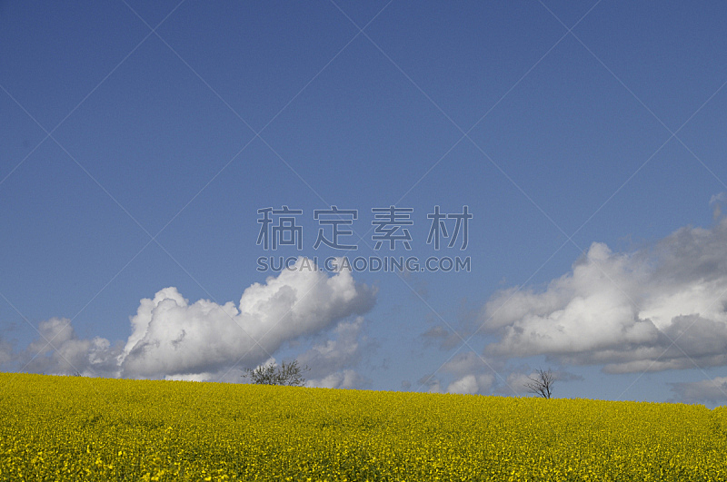 黄色,菜籽,田地,自然,天空,草地,水平画幅,无人,蓝色,夏天