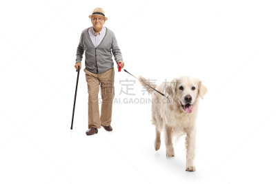 狗,中老年男人,全身独立,手杖,狗链,仅一个老年男人,拉布拉多犬,尾巴,寻回犬,60到69岁