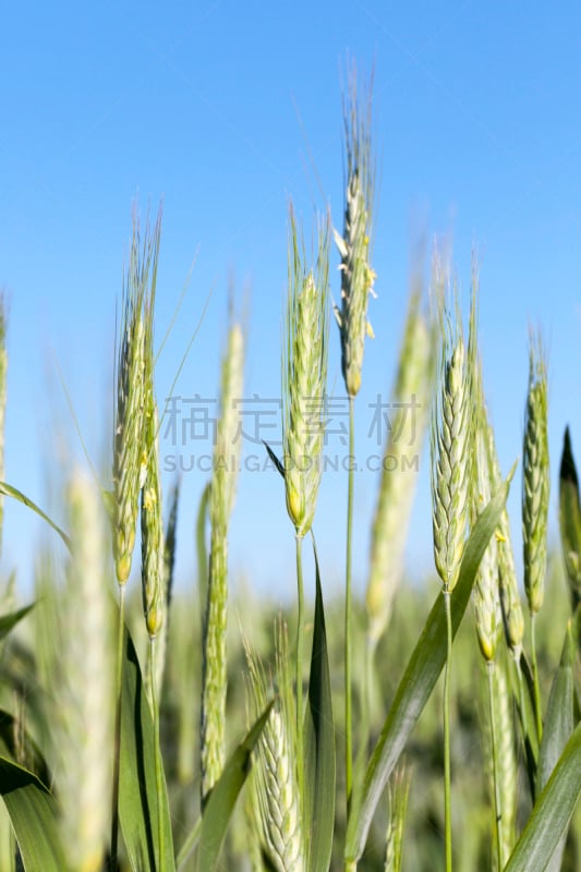 田地,谷类食品,垂直画幅,天空,风,无人,夏天,云景,特写,稻草