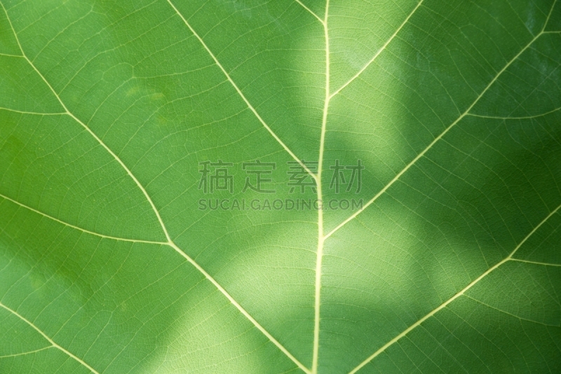 绿色,叶子,叶脉,细胞分裂,叶表皮,叶绿素,光合作用,静脉,枝繁叶茂,绘画插图