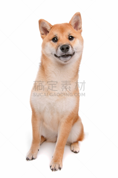 狗,宠物,纯种犬,红色,白色背景,前面,垂直画幅,日本食品,室内,图像