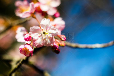 春天,李子,开端,正面视角,天空,美,水平画幅,户外,特写,植物
