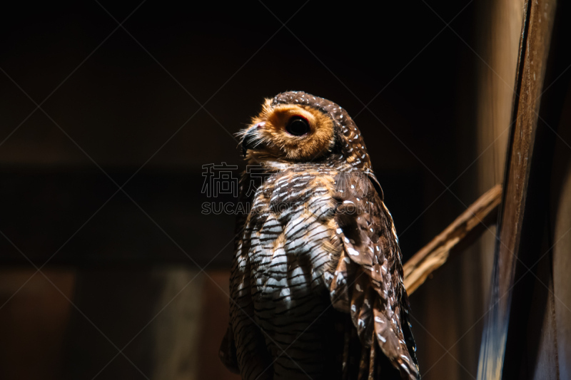 白色,hawk owl,动物园,眉斑布克,褐色,水平画幅,笼子,夜晚,鸟类