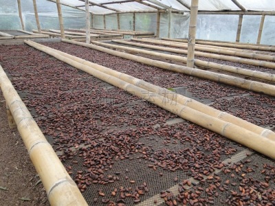 雨林,农作物,可可,可可树的果实,可可豆,清新,热带气候,食品,熟的,厄瓜多尔