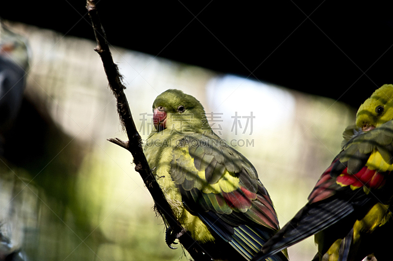 鹦鹉,水平画幅,绿色,无人,蓝色,鸟类,特写,澳大利亚,摄影,栖息