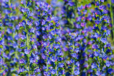 野花,草地,自然美,蜂蜜,creeping bluet,漏斗,水平画幅,无人,夏天,哈萨克斯坦