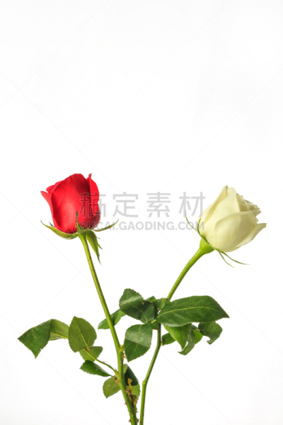 玫瑰,自然美,芳香的,贺卡,浪漫,蔷薇科,植物,背景,节日,礼物