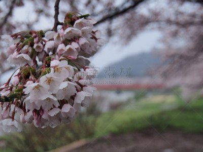 樱花,角馆,日本,秋田,水平画幅,旅行者,开花时间间隔,著名景点,风景,东北片区